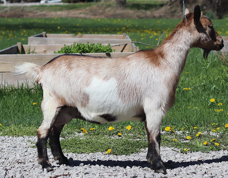 Lesperance Pinto Bean 